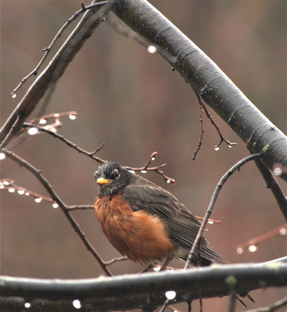 It's been raining all day and this Robin is not impressed! Lol by radiogirl