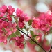 April Pink by lynnz