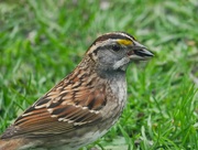 29th Apr 2023 - White-throated Sparrow