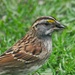 White-throated Sparrow by ljmanning