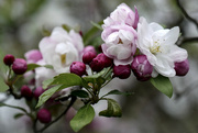 29th Apr 2023 - Crabapple Blossoms