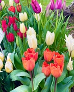 29th Apr 2023 - Tulips