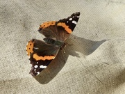 29th Apr 2023 - Red admiral…