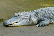 30th Apr 2023 - Sneaky Alligator 