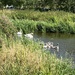 Swans with cygnets... by anne2013
