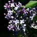 Lilacs Say Spring by ososki