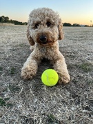 11th Aug 2022 - Millie with tennis ball...