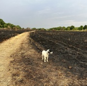 16th Aug 2022 - Lily looking at burnt out field...
