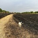 Lily looking at burnt out field... by anne2013