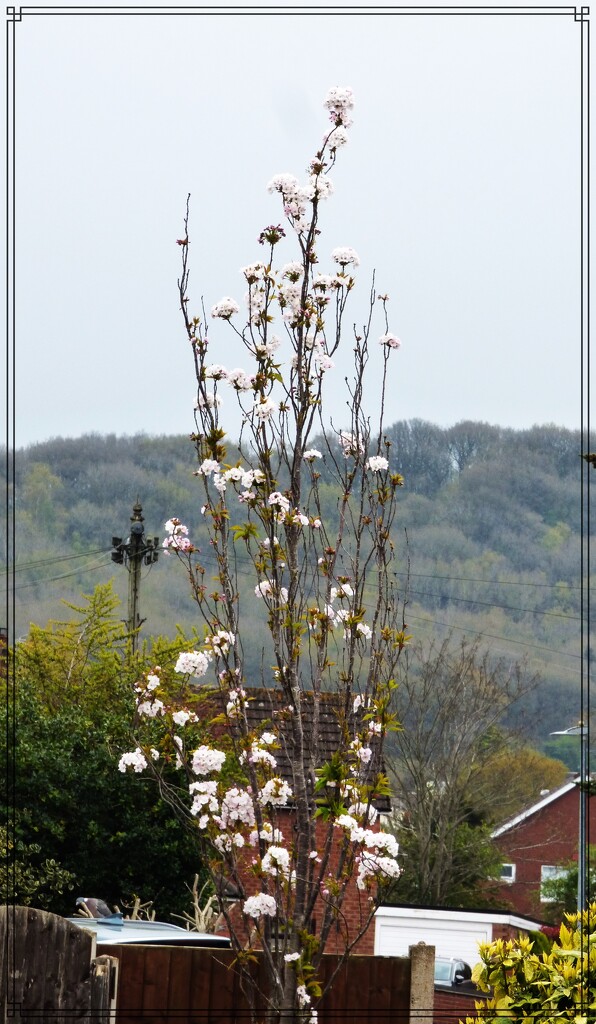 Prunus coming into flower. by beryl