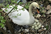 30th Apr 2023 - Mother Swan with her nine eggs.