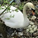 Mother Swan with her nine eggs. by grace55