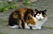 28th Apr 2023 - Neighbourhood cat. Mary Street.