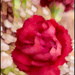Carnation, Blurred