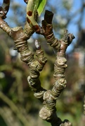 29th Apr 2023 - The knobbly texture of the young branches