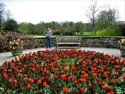 25th Apr 2023 - Paul in tulip garden at Sizergh Gardens. Cumbria.