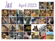 30th Apr 2023 - 30 Days of Jax