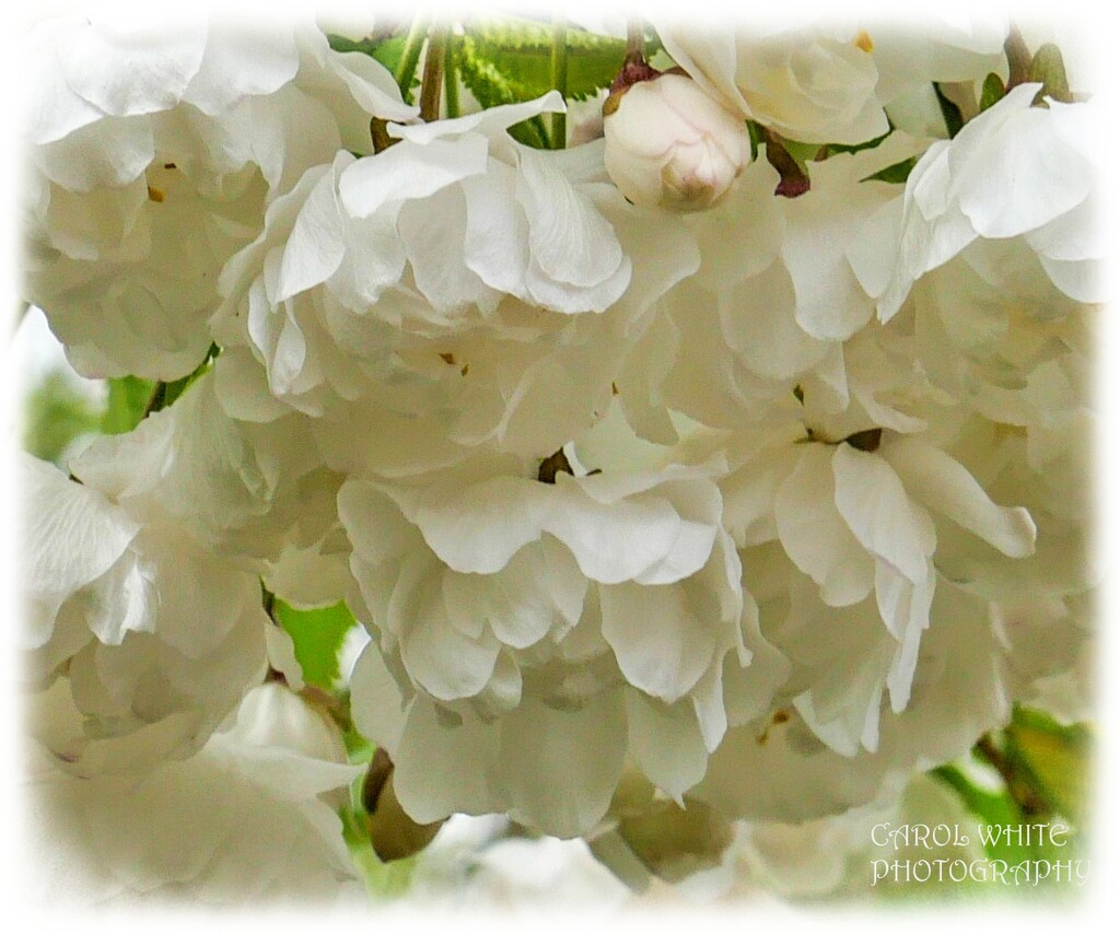 Just Blossom by carolmw