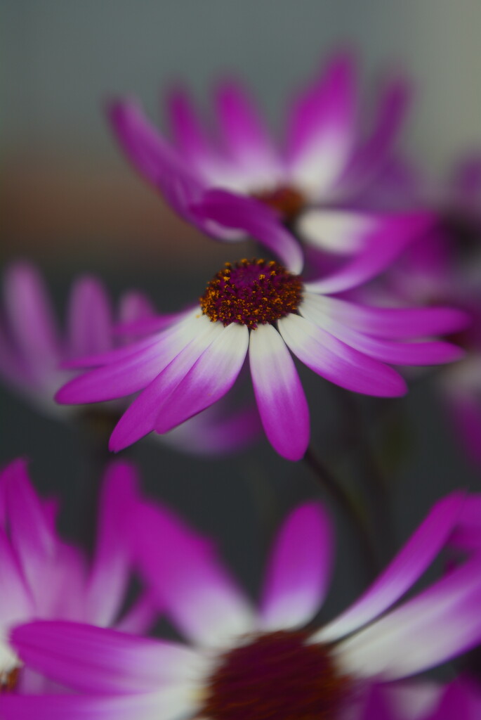 Senetti series:  Senetti vertical by ziggy77