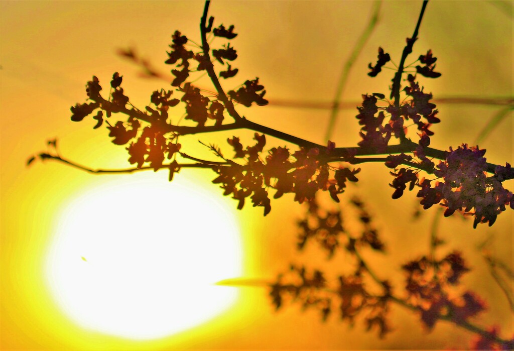 Spring Sunshine by lynnz