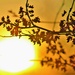 Spring Sunshine by lynnz