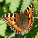 Tortoiseshell Butterfly by fishers