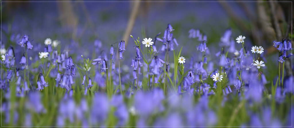 Bluebells with Stitchwort by helenhall