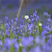 Bluebells with Stitchwort by helenhall