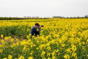 30th Apr 2023 - Fields of Yellow
