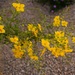 Palo Verde flower branch by sandlily