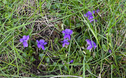 30th Apr 2023 - Common Dog Violet