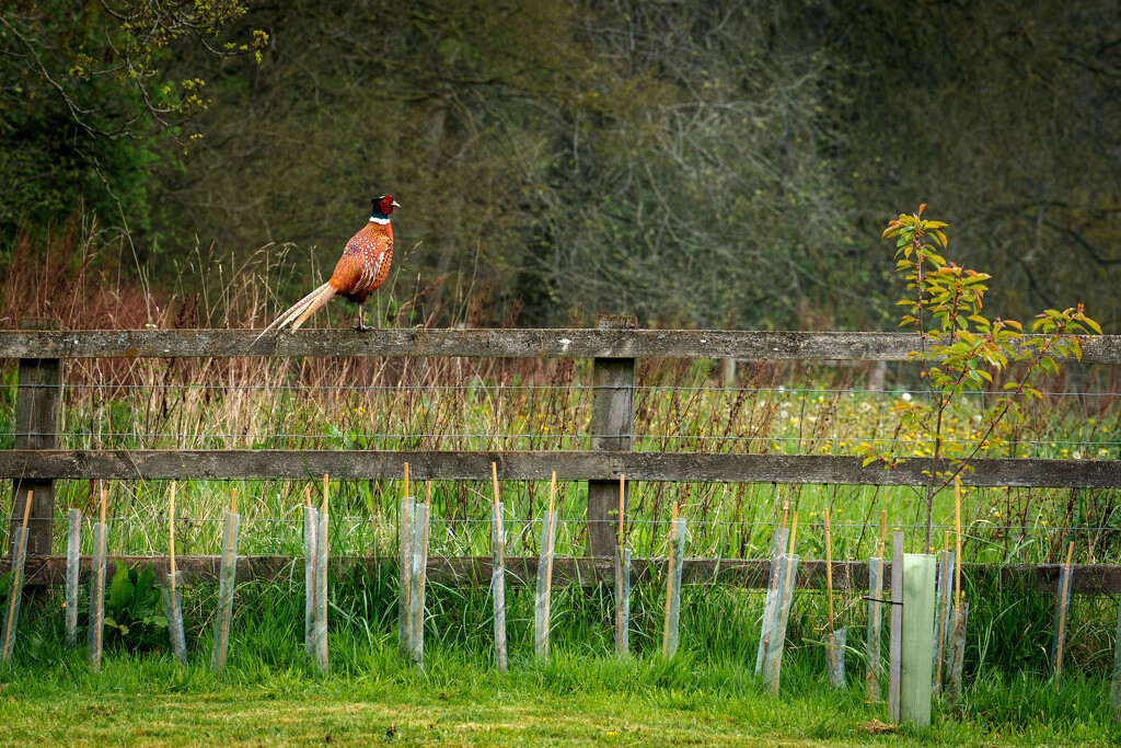 Sitting on the fence  by clifford