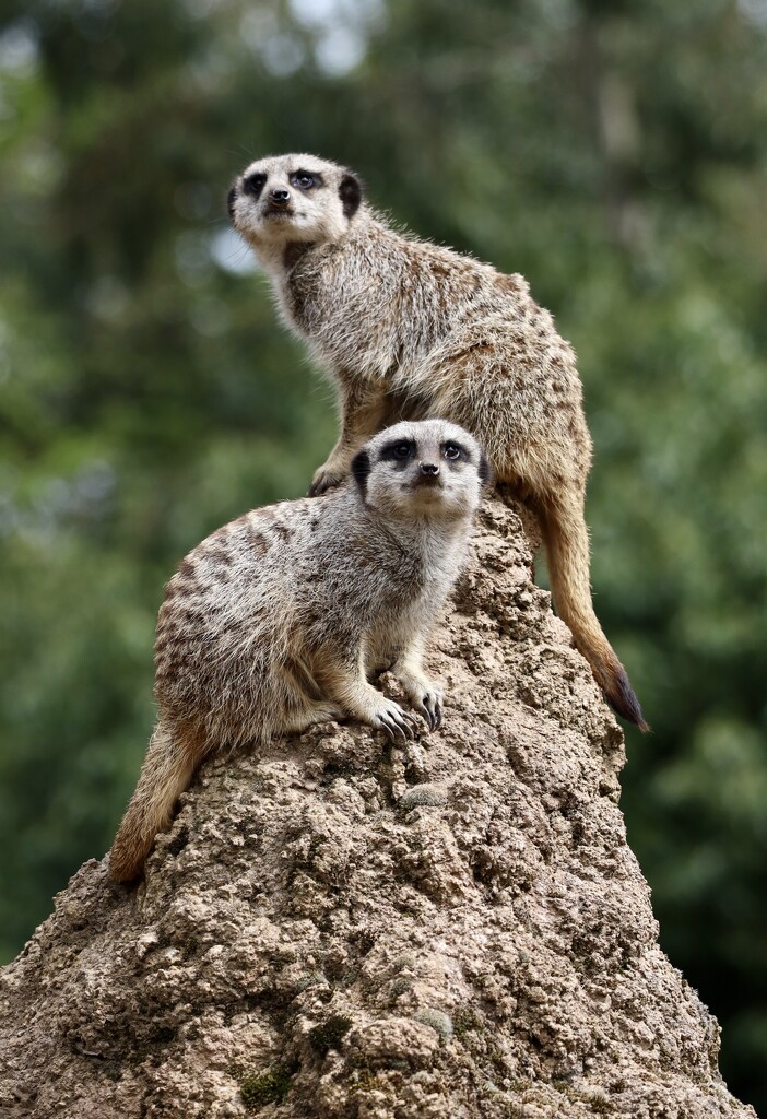 Meerkats on a termite mound…….744 by neil_ge