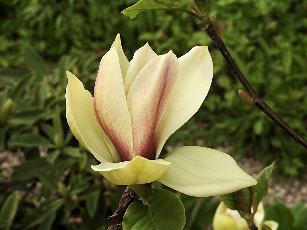 Magnolia number 4 (of 6) by susiemc