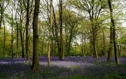 30th Apr 2023 - Bluebell wood