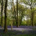 Bluebell wood by boxplayer