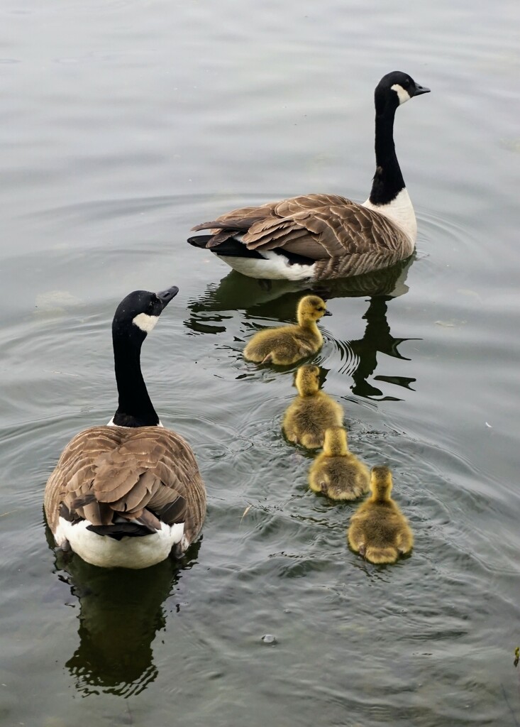 Canada goose family  by boxplayer