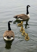 30th Apr 2023 - Canada goose family 