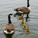 Canada goose family  by boxplayer