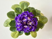 30th Apr 2023 - African Violet