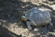 17th Apr 2023 - Desert Tortoise