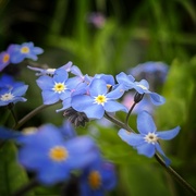 30th Apr 2023 - Forget me not