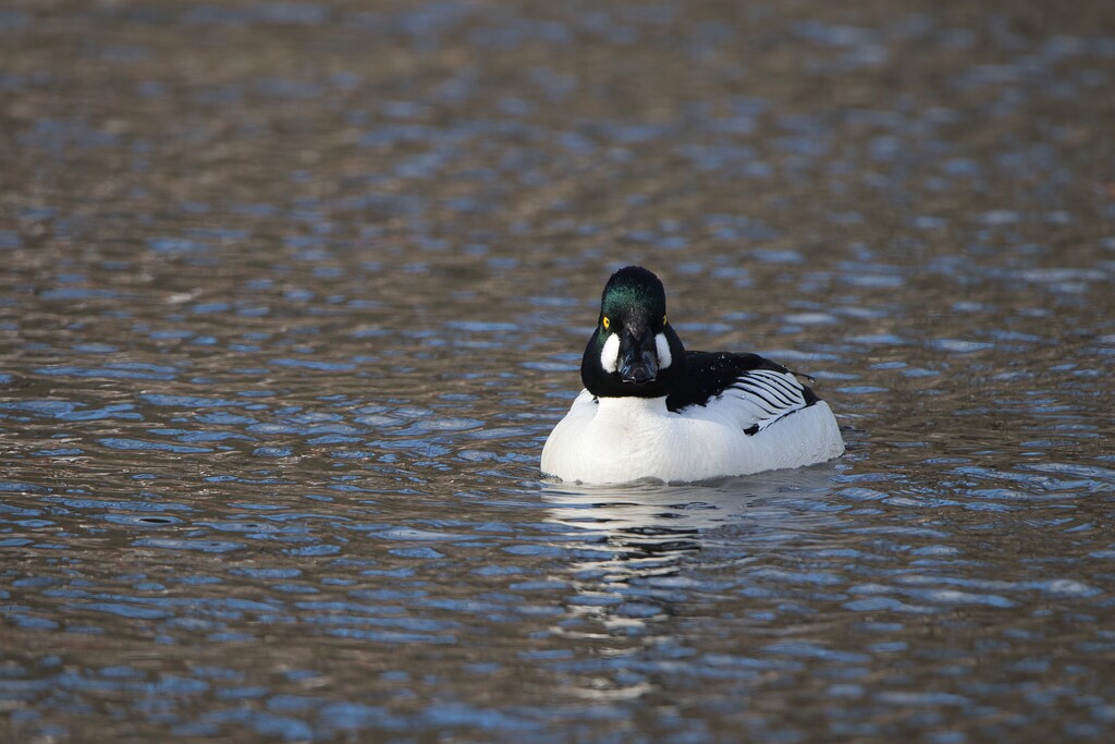 Goldeneye I by okvalle