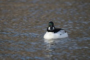 30th Apr 2023 - Goldeneye I