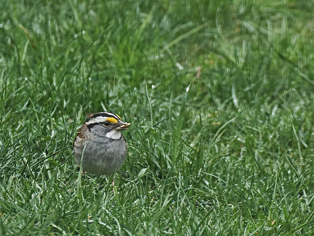 White Throated Sparrow by gardencat