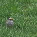 White Throated Sparrow by gardencat