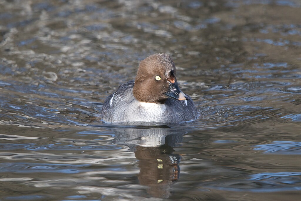 Goldeneye IV by okvalle