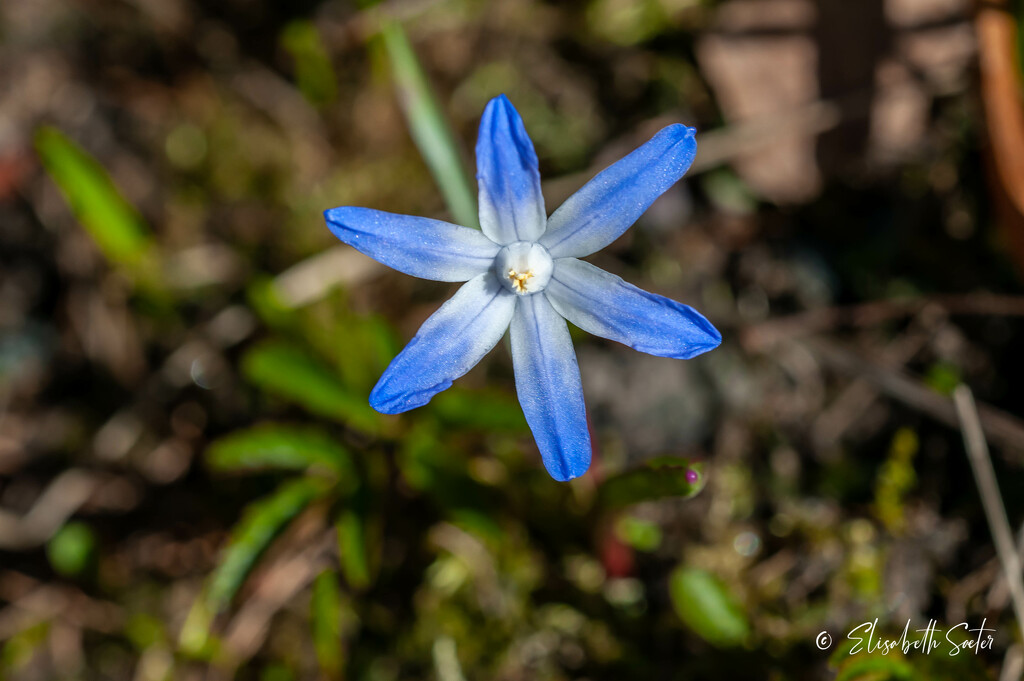 Blue flower by elisasaeter