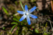 30th Apr 2023 - Blue flower