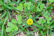 21st Apr 2023 - Yellow flower...